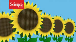 As many as 2,000 while many varieties look bright and cheery, their shapes can be quite different. Why Sunflowers Follow The Sun Youtube
