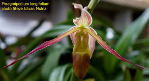 Image result for Dovyalis hispidula