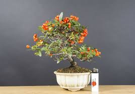 Bonsai Fur Anfanger Was Sind Geeignete Arten Hilfreiche Pflegetipps In 2020 Bonsai Bonsai Pflege Pflanzen