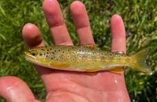 Types of Trout and How to Identify Them - Wired2Fish