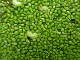 Image result for Wolffia