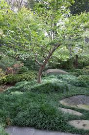 They have an interesting shape and delicate leaves that look beautiful in the garden. Designer Visit A Garden Inspired By Japan In Westchester County New York Gardenista