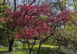 Image result for Malus × purpurea