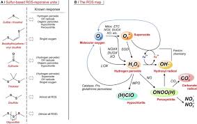 Consultez le profil complet sur linkedin et découvrez les relations de de donno, ainsi que des emplois dans des entreprises similaires. Sulfur Based Oxidation Responsive Polymers Chemistry Chemically Selective Responsiveness And Biomedical Applications Sciencedirect