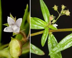 Image result for Oldenlandia angolensis