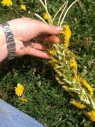 20120505 174840 Jpg 360 480 Pixels Pagan Crafts Flower Crown Dandelion