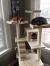 Best Cat Scratching Post