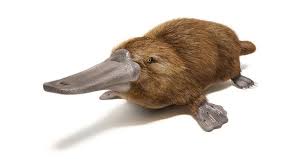 Platypus berkembang biak dengan cara ovipar seperti pada jenis aves dan juga burung. Perkembangbiakan Vegetatif Yang Bertujuan Menghasilkan Tumbuhan Baru Disebut