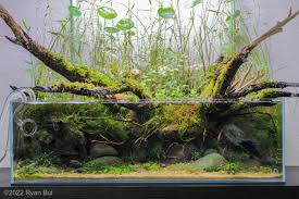 Image result for Eleocharis variegata