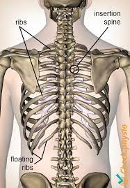 Each rib articulates posteriorly with the vertebral column. Dysfunction Of The Rib Joints On The Back Physio Check