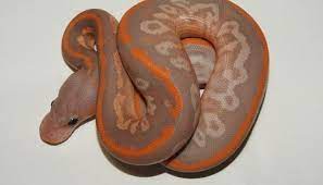 Pin On Ball Pythons