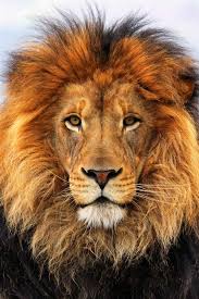 If you're looking for the best male lion faces wallpaper then wallpapertag is the place to be. Free Download Lion Face Close Up Iphone Wallpaper 640x960 Iphone 4 4s Wallpaper 640x960 For Your Desktop Mobile Tablet Explore 65 Lion Face Wallpaper Free Lion Wallpaper Wallpapers For Desktop Lions