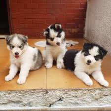 Siberian husky puppies wholesalers and suppliers are also sure to find iso and ce certified products at affordable offers for bulk purchases. Siberian Husky Puppies For Home Adoption Posts Facebook