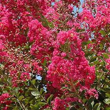 Image result for Lagerstroemia