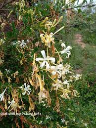 Image result for Turraea wakefieldii