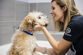 Tired of dirtying up your house and bathroom every time you try to clean your pet? Dog Grooming Spa Services Dogtopia Of Lionhead