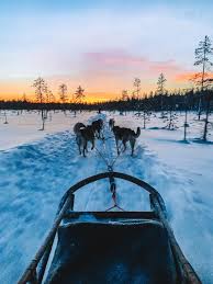 Suomenpystykorva) is a breed of dog originating in finland.the breed was originally bred to hunt all types of game from squirrels and other rodents to bears. The Best Husky Sledding Safaris Tours In Finland Lapland