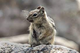 Squirrels Are Members Of The Family Sciuridae A Family That Includes Small Or Medium Size Rodents The Squirrel Famil Prairie Dog Squirrel National Geographic