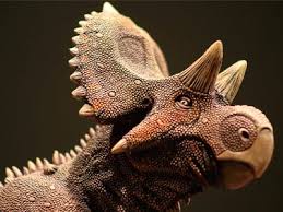 The most famous ceratopsian is triceratops, with its three horns. New Species Of Dinosaur Found In Mexico