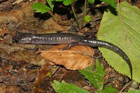 Image result for Pycnostachys orthodonta