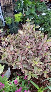 Image result for Sarcophyte piriei