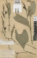 Image result for Hypselodelphys scandens