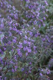 Other known cultivars include 'anchor bay', the highly fragrant 'aromas', 'pozo blue' and 'santa cruz dark'. Salvia Leucophylla X Clevelandii Pozo Blue Emerisa Gardens
