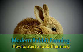 Maybe you would like to learn more about one of these? Modern Rabbit Farming How To Start Raising Rabbits Farming Method