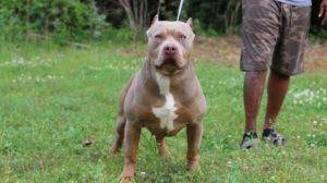 We did not find results for: Xl Xxl Pitbull Puppies For Sale Xxl Pitbulls Xl American Bullies