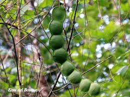 Image result for Entada gigas