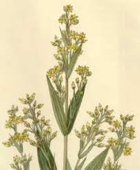 Image result for Swertia eminii