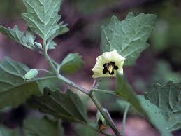 Image result for Physalis pubescens