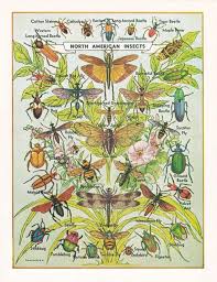 Bug And Insect Print North American Insects Printable Etsy Vintage Insect Prints Insect Print Art