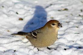 Find & download free graphic resources for pine grosbeak. Hd Wallpaper Bird Bird Watching Pine Grosbeak Female Nature Wildlife Wallpaper Flare