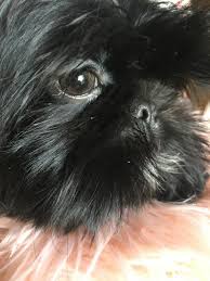 Shih tzu dogs are one of the most sought after breeds in the world. Pin On Shih Tzu