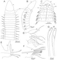 Check spelling or type a new query. Diversity Free Full Text The Current State Of Eunicida Annelida Systematics And Biodiversity Html