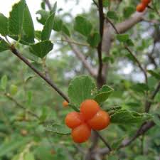 Image result for Grewia praecox