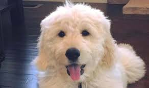 Check spelling or type a new query. Breeders Colorado Usa