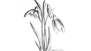 Colecție de la mihai miu. Desen In Creion Cu Ghiocei Desene In Creion De Primavara In Creion How To Draw Snowdrops Youtube