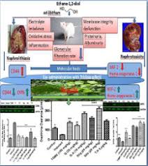 Image result for Triclisia