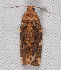 Image result for Archips rosanus