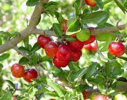 Maybe you would like to learn more about one of these? How To Grow Barbados Cherry Care And Growing Acerola Cherry