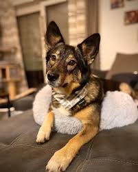 For sale, mom australian shepherd mix with siberian husky dad full blooded husky puppies a. Is An Australian Shepherd Husky Mix The Right Dog For You K9 Web