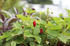 Check spelling or type a new query. Gardening 101 Alpine Strawberries Gardenista