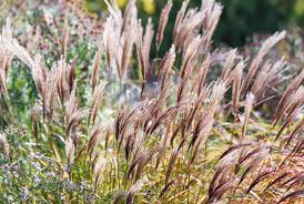 Image result for Miscanthus