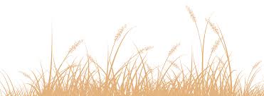 Image result for Cyperus chersinus