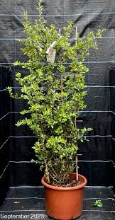 Image result for Pyracantha coccinea red column