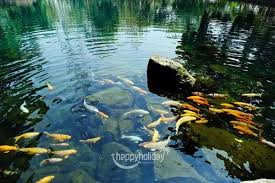 Wisata bertemakan alam biasanya identik dengan bogor atau lembang. Tiket Masuk Wisata Telaga Nilem Kuningan Happy Holiday