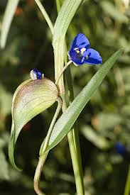 Image result for Commelina pycnospatha