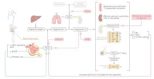 We did not find results for: Renin Angiotensin Aldosterone System Inhibitors Amboss
